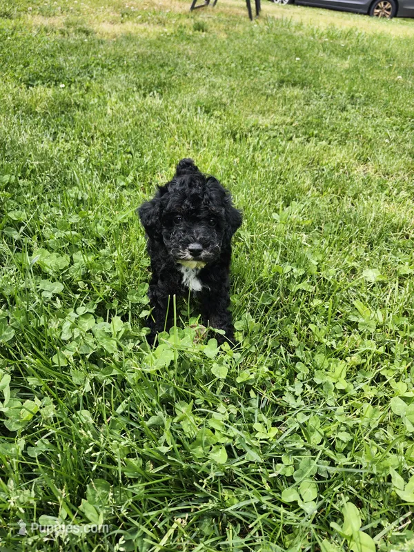 Male Mini Poodle  – Poodle - Miniature  puppy for sale in Rehoboth, MA