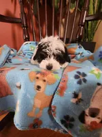 Yorkipoo, a female Yorkipoo for sale in Rehoboth, MA – 2 of 2