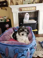 Male, a male Yorkipoo for sale in Rehoboth, MA – 4 of 4