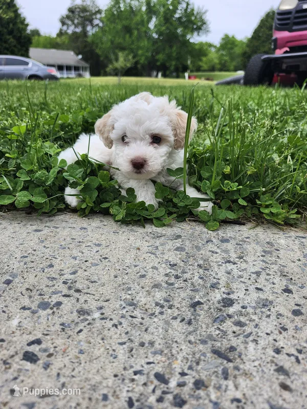 Blue eyes – Poodle - Toy  puppy for sale in Rehoboth, MA