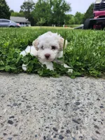 Blue eyes, a female Poodle - Toy  for sale in Rehoboth, MA – 1 of 2