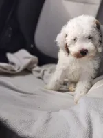 Male Mini Poodle , a male Poodle - Miniature  for sale in Rehoboth, MA – 1 of 1