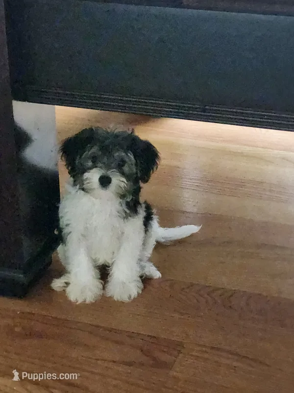 Male – Yorkipoo puppy for sale in Rehoboth, MA