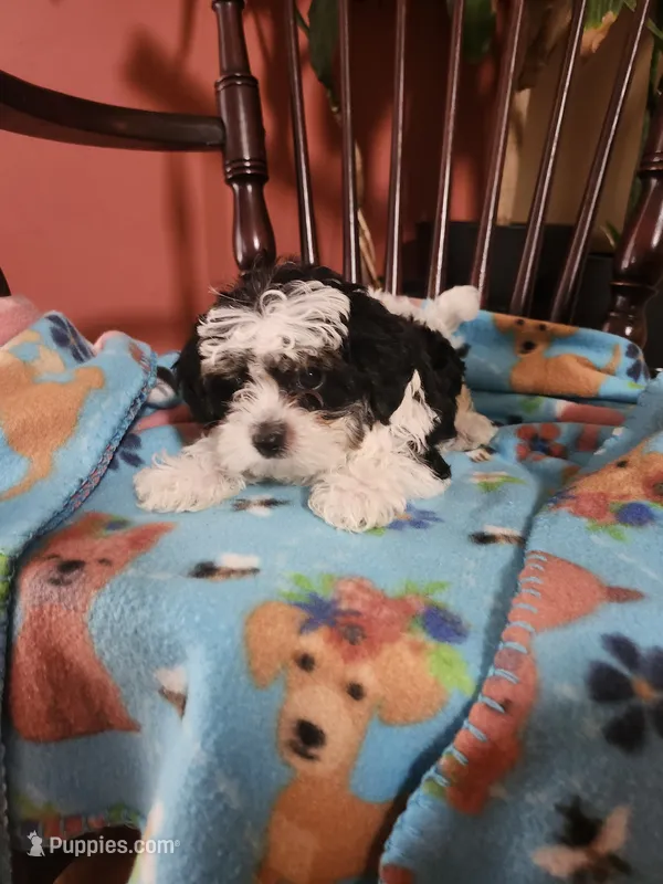 Yorkipoo 1 – Yorkipoo puppy for sale in Rehoboth, MA