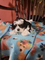 Yorkipoo 1, a male Yorkipoo for sale in Rehoboth, MA – 1 of 2