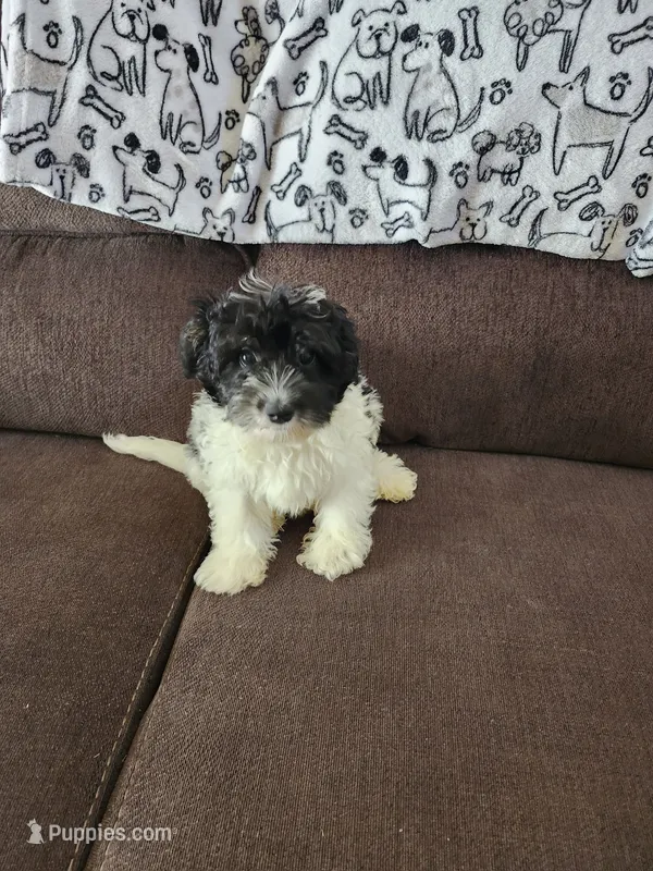 Male – Yorkipoo puppy for sale in Rehoboth, MA