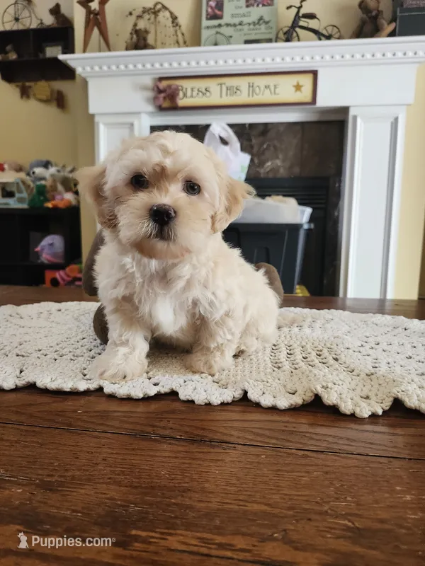 Cream male – Maltipoo puppy for sale in Rehoboth, MA