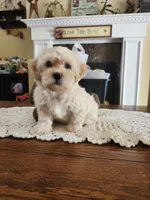 Cream male, a male Maltipoo for sale in Rehoboth, MA – 1 of 3