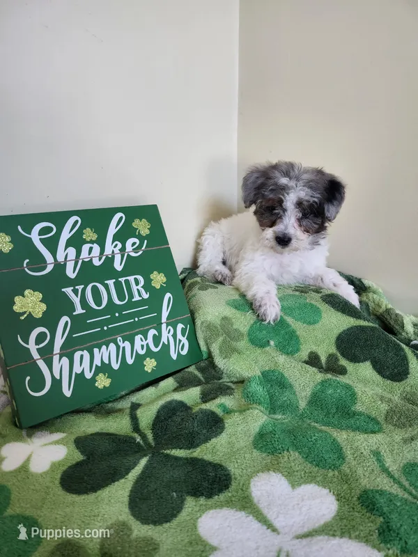 Female – Poodle - Miniature  puppy for sale in Rehoboth, MA