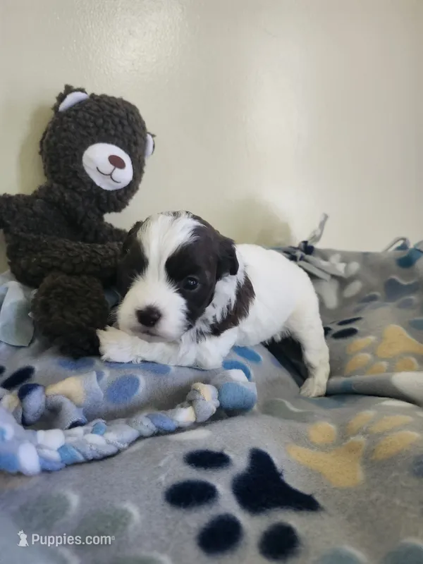 Female Shihpoo – Shihpoo puppy for sale in Rehoboth, MA