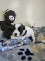 Female Shihpoo, a female Shihpoo for sale in Rehoboth, MA – 1 of 1