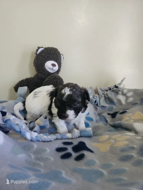 Male Shihpoo – Shihpoo puppy for sale in Rehoboth, MA