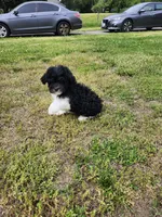 Black/white, a male Cavapoo for sale in Rehoboth, MA – 3 of 3