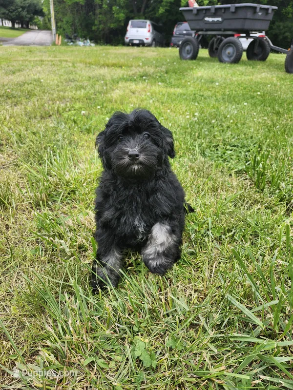 Male Havapoo – Cavapoo puppy for sale in Rehoboth, MA