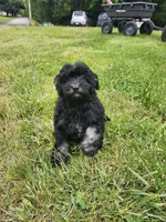 Male Havapoo, a male Cavapoo for sale in Rehoboth, MA – 1 of 3