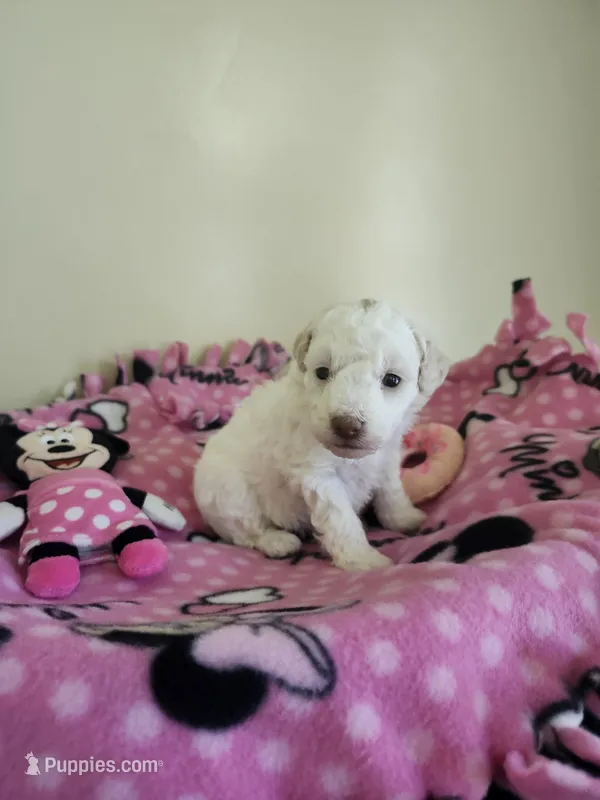 Female Toy Poodle  – Poodle - Toy  puppy for sale in Rehoboth, MA