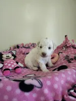 Female Toy Poodle , a female Poodle - Toy  for sale in Rehoboth, MA – 1 of 1