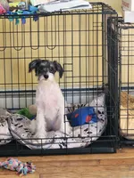 Big Girl, a female Schnoodle for sale in Rehoboth, MA – Photo 3 of 3