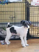 Big Girl, a female Schnoodle for sale in Rehoboth, MA – Photo 1 of 3