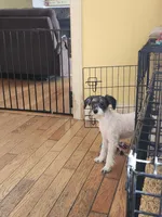 Big Girl, a female Schnoodle for sale in Rehoboth, MA – Photo 2 of 3