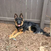 Raven, a female German Shepherd Dog for sale in Monroe, GA – Photo 5 of 5
