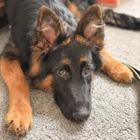 Raven, a female German Shepherd Dog for sale in Monroe, GA – Photo 3 of 5