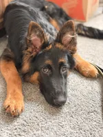 Raven, a female German Shepherd Dog for sale in Monroe, GA – Photo 3 of 5