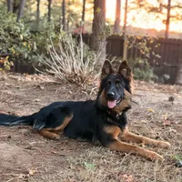 Raven, a female German Shepherd Dog for sale in Monroe, GA – Photo 1 of 5