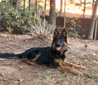 Raven, a female German Shepherd Dog for sale in Monroe, GA – Photo 1 of 5