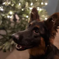 Raven, a female German Shepherd Dog for sale in Monroe, GA – Photo 4 of 5