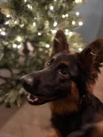 Raven, a female German Shepherd Dog for sale in Monroe, GA – Photo 4 of 5