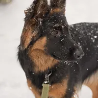 Raven, a female German Shepherd Dog for sale in Monroe, GA – Photo 2 of 5