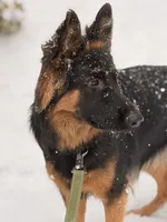 Raven, a female German Shepherd Dog for sale in Monroe, GA – Photo 2 of 5