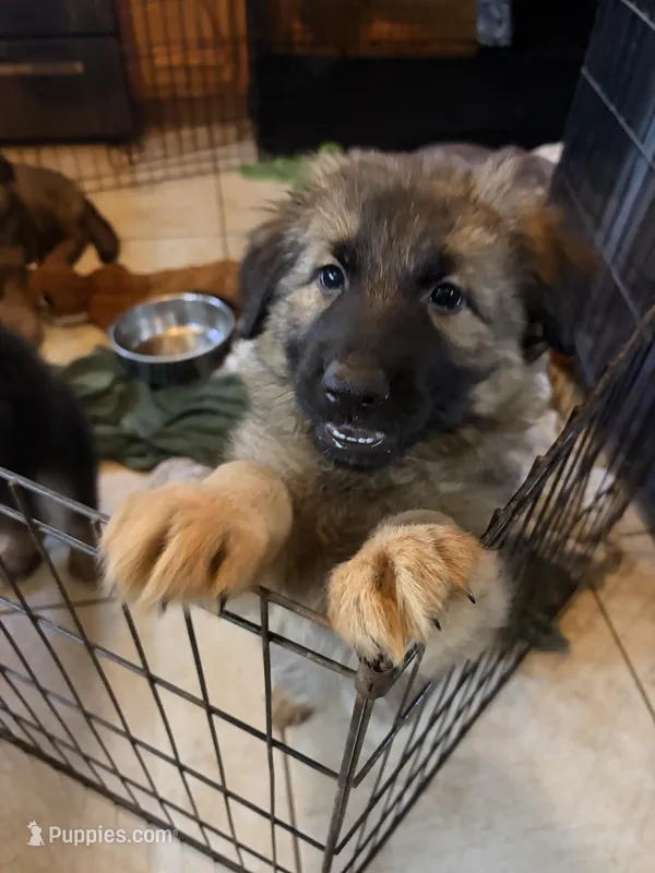 Daisy, a female German Shepherd Dog for sale in Monroe, GA – Photo 1 of 1