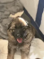 Rosie, a female German Shepherd Dog for sale in Monroe, GA – Photo 3 of 4