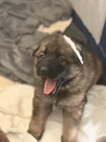 Rosie, a female German Shepherd Dog for sale in Monroe, GA – Photo 2 of 4