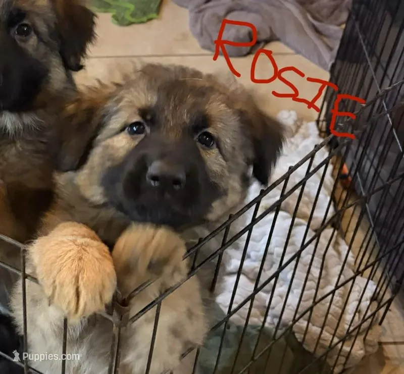 Rosie, a female German Shepherd Dog for sale in Monroe, GA – Photo 1 of 4