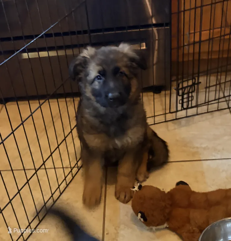 Bear, a male German Shepherd Dog for sale in Monroe, GA – Photo 1 of 5