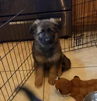 Bear, a male German Shepherd Dog for sale in Monroe, GA – Photo 1 of 5