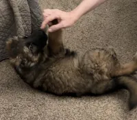 Bear, a male German Shepherd Dog for sale in Monroe, GA – Photo 2 of 5