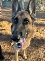 Anita, a female German Shepherd Dog for sale in Monroe, GA – Photo 6 of 8