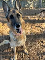 Anita, a female German Shepherd Dog for sale in Monroe, GA – Photo 2 of 8
