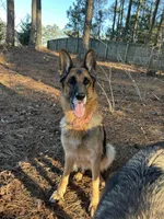 Anita, a female German Shepherd Dog for sale in Monroe, GA – Photo 7 of 8