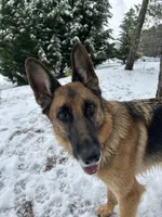 Anita, a female German Shepherd Dog for sale in Monroe, GA – Photo 3 of 8