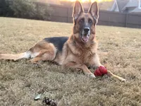 Anita, a female German Shepherd Dog for sale in Monroe, GA – Photo 1 of 8