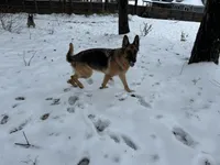 Anita, a female German Shepherd Dog for sale in Monroe, GA – Photo 5 of 8