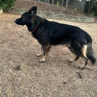 Koba, a male German Shepherd Dog for sale in Monroe, GA – Photo 3 of 7