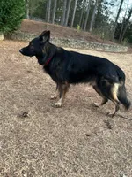 Koba, a male German Shepherd Dog for sale in Monroe, GA – Photo 3 of 7