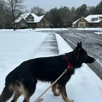 Koba, a male German Shepherd Dog for sale in Monroe, GA – Photo 5 of 7