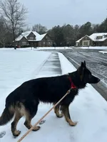 Koba, a male German Shepherd Dog for sale in Monroe, GA – Photo 5 of 7